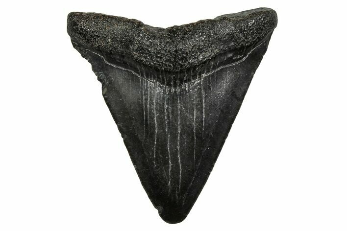 Juvenile Megalodon Tooth - South Carolina #353303